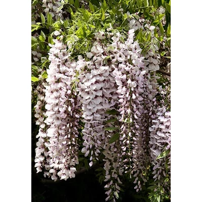 Wisteria floribunda 'White Blue Eye' - Lilaakác (fehér virág kék középpel)