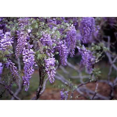 Wisteria sinensis 'Prolific' - Lilaakác (kékeslila)