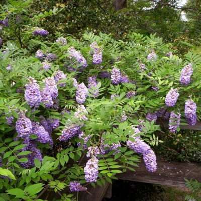 Wisteria sinensis 'Ametisth' - Lilaakác (sötétbíbor)