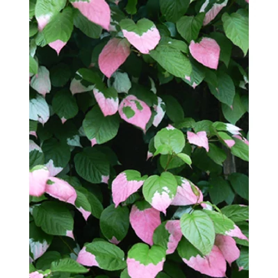 Actinidia kolomikta 'Adam' – Mandzsu aktinídia