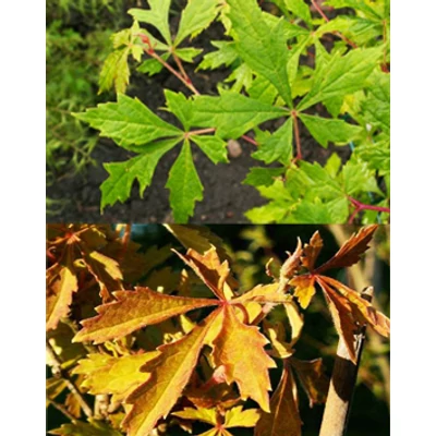 Ampelopsis aconitifolia 'Seattle' – Tarka levelű vadszőlő