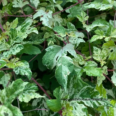 Ampelopsis 'Pendiculata'- Borostyánszőlő