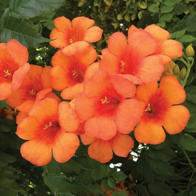 Campsis 'Orange Summer' – Trombitafolyondár
