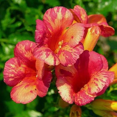Campsis x tagliabuana Orangeade® 'Tracamp' – Trombitafolyondár