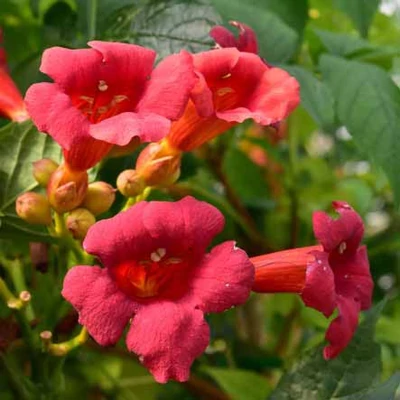 Campsis radicans 'Stromboli' – Trombitafolyondár