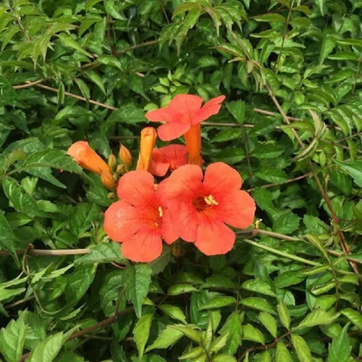 Campsis radicans 'Ursynow' – Trombitafolyondár