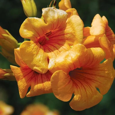 Campsis x tagliabuana 'Summer Jazz Sunrise Gold Trum' – Trombitafolyondár