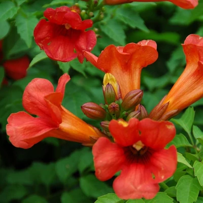 Campsis x tagliabuana 'Summer Jazz Fire' – Trombitafolyondár