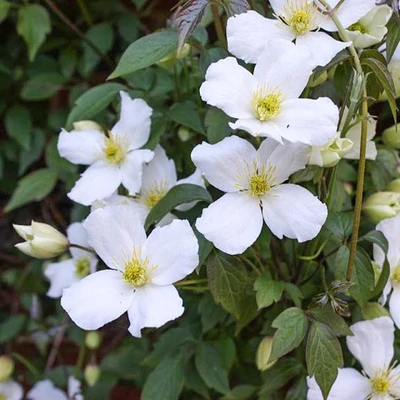 Clematis montana 'Grandiflora' – Iszalag (fehér)