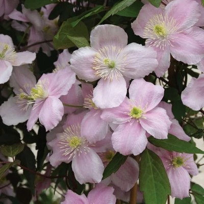 Clematis montana 'Mayleen' – Hegyi iszalag (mély rózsaszín, illatos)