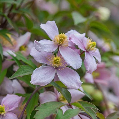 Clematis montana 'Pink Perfection' – Iszalag (halvány rózsaszín)
