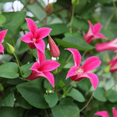 Clematis 'Princess Diana' – Iszalag