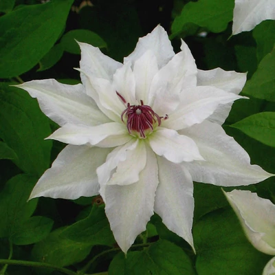 Clematis 'Sparkler' – Iszalag