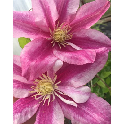 Clematis 'Star of India' - Rózsaszín iszalag