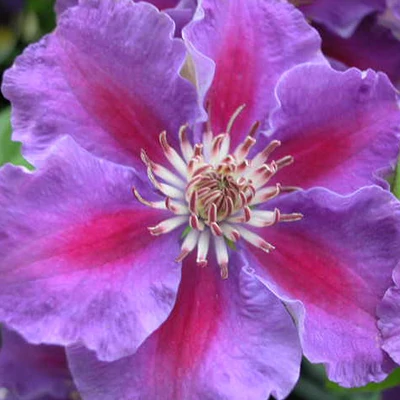 Clematis 'Ashva' - Iszalag (ibolyalila virágú, sötét rózsaszín csíkkal)