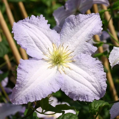 Clematis 'Blekitny Aniol' - Iszalag (halvány liláskék virágú)