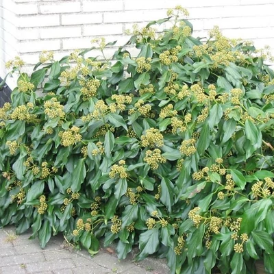 Hedera colchica 'Fall Favourite' – Borostyán