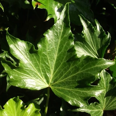 Hedera helix 'Lalla Rookh' – Borostyán