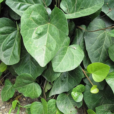 Hedera colchica – Borostyán