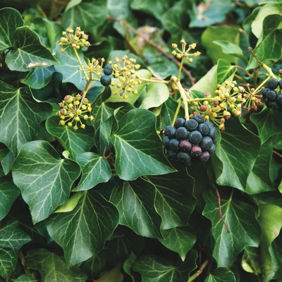 Hedera helix 'Arborescens' – Közönséges borostyán