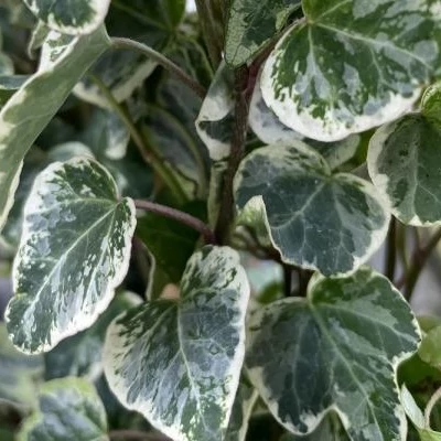 Hedera helix 'De Mol' – Borostyán