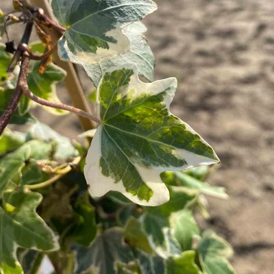 Hedera helix 'Eva' – Borostyán