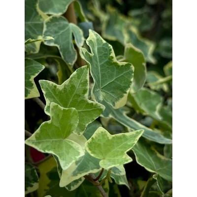 Hedera helix 'Gold Child' – Sárga-tarka levelű borostyán
