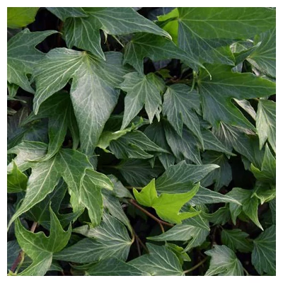 Hedera helix 'Green Ripple' – Közönséges borostyán