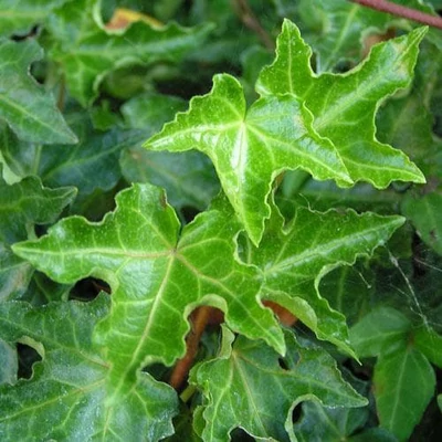 Hedera helix 'Ivalace' – Borostyán