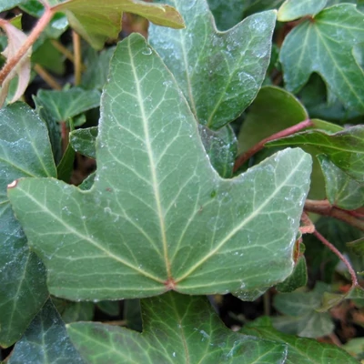Hedera helix 'Needlepoint' – Borostyán