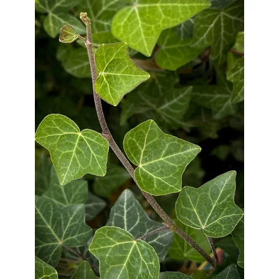 Hedera helix 'Plattensee' – Borostyán