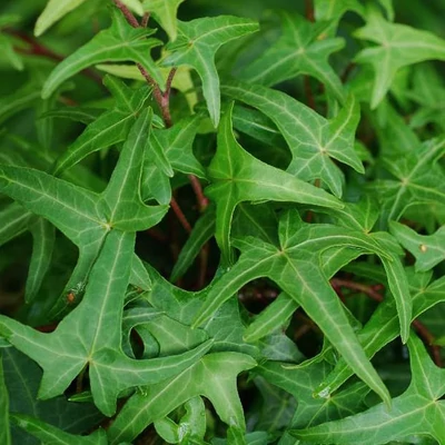 Hedera helix 'Sagittifolia' – Borostyán