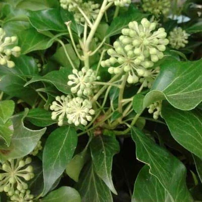 Hedera helix 'Simone' – Borostyán