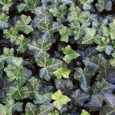Hedera helix 'Thorndale' – Közönséges borostyán