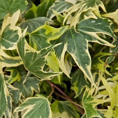 Hedera helix 'Yellow Ripple' – Borostyán
