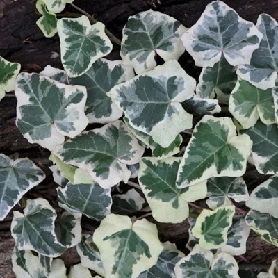 Hedera 'Marg Elegantissima' – Borostyán