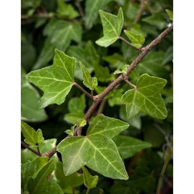 Hedera 'Shamrock' – Borostyán