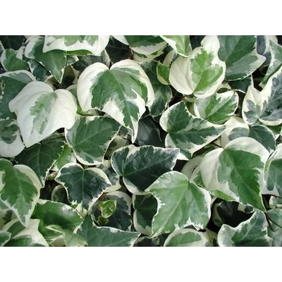 Hedera algeriensis 'Gloire de Marengo' - Tarkalevelű algériai borostyán