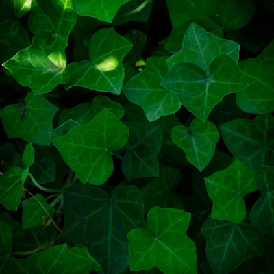 Hedera hibernica (syn.: Hedera helix var. hibernica) - Ír borostyán
