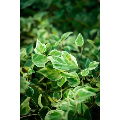 Hedera helix 'Little Diamond' - Tarkalevelű borostyán