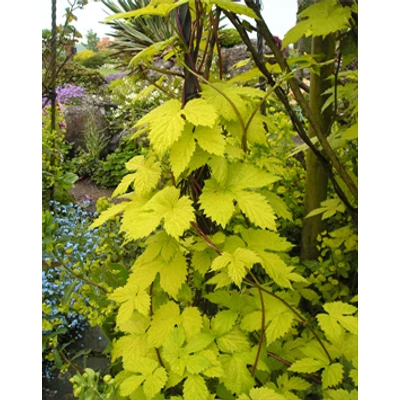 Humulus lupulus 'Aureus' – Felfutó komló