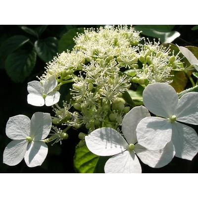 Hydrangea anomala subsp. petiolaris 'Cordifolia' – Kúszó hortenzia