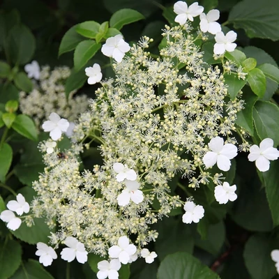 Hydrangea anomala subsp. petiolaris – Kúszó hortenzia