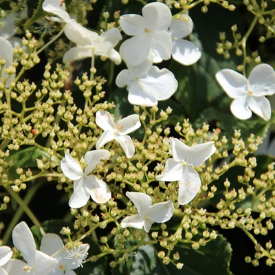 Hydrangea anomala 'Take a Chance'® – Kúszó hortenzia