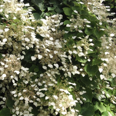 Hydrangea hydrangeoides (syn. Schizophragma) – Japán kúszóhortenzia