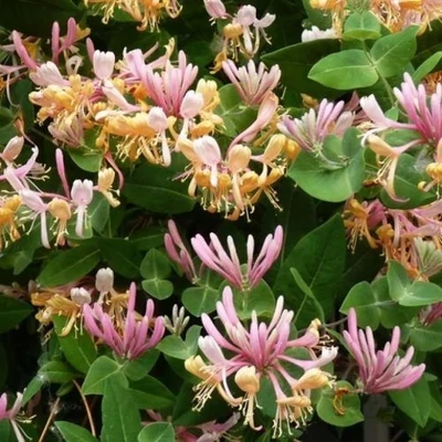 Lonicera caprifolium 'Inga' – Jerikói lonc