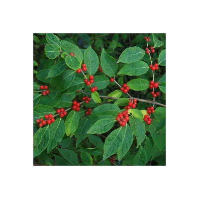 Lonicera maackii – Koreai lonc