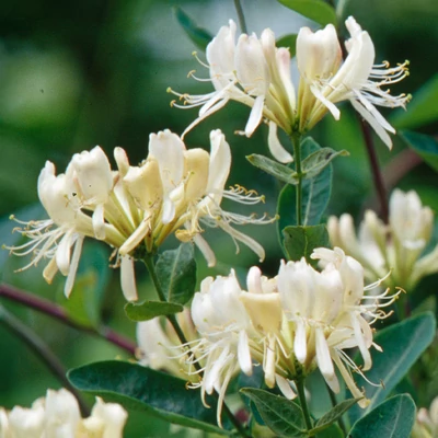 Lonicera periclymenum 'Graham Thomas' – Búbos lonc