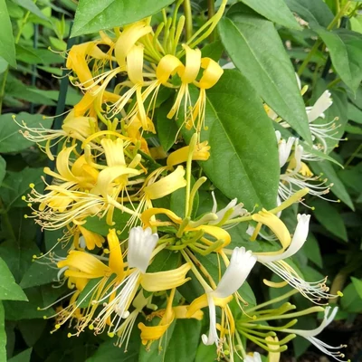 Lonicera similis var. delavayi – Kúszólonc
