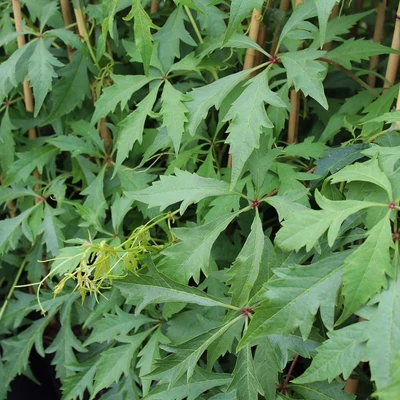 Parthenocissus quinquefolia 'Kirigami' – Kacsos vadszőlő